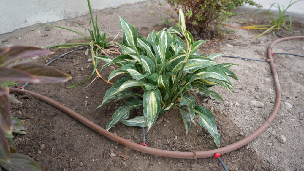 Garden plant with drip irrigation system