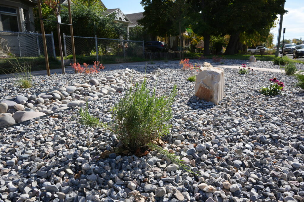 Drought-tolerant garden with rocks and sparse plants.