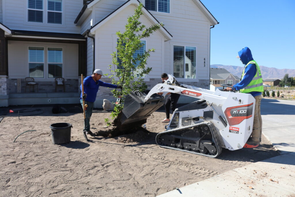 Workers planting tree with mini excavator in yard.