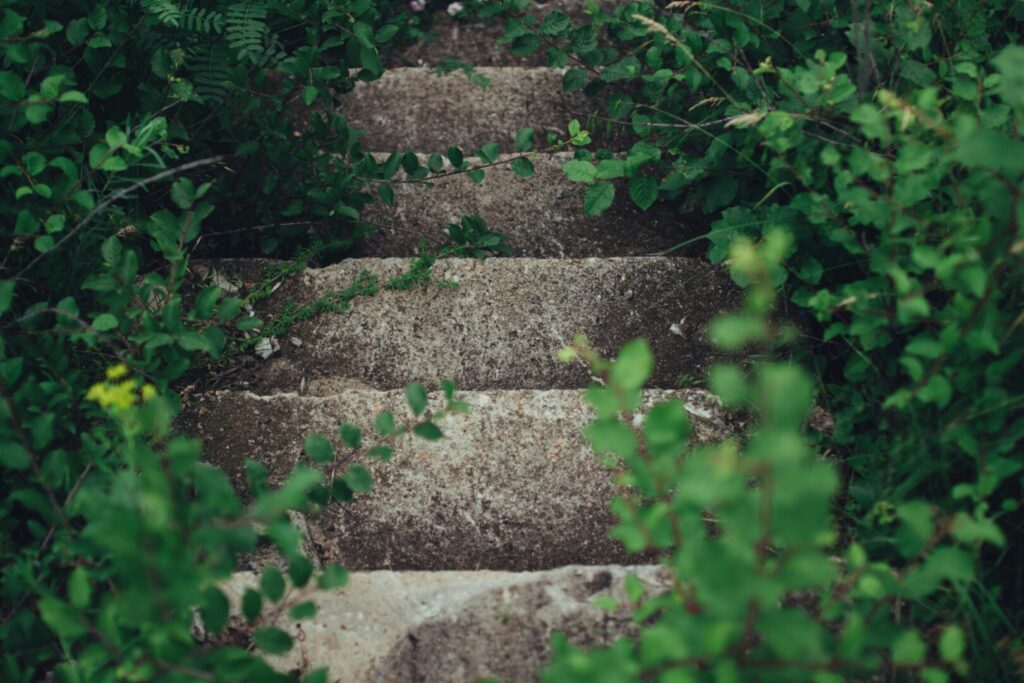 Stone steps overgrown with green plants