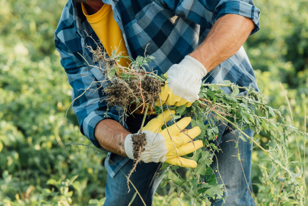 Person removing weeds from garden in gloves.