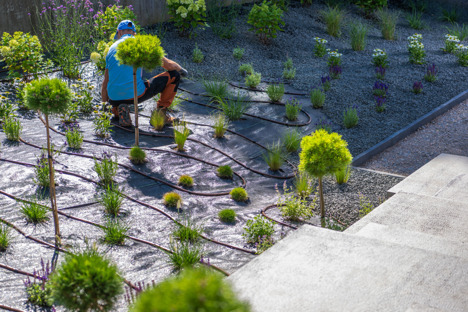 Gardener planting in landscaped garden with irrigation system.
