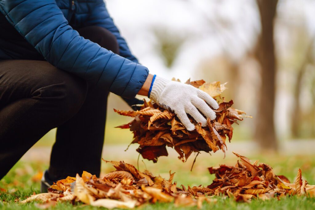Person gathering autumn leaves in gloves