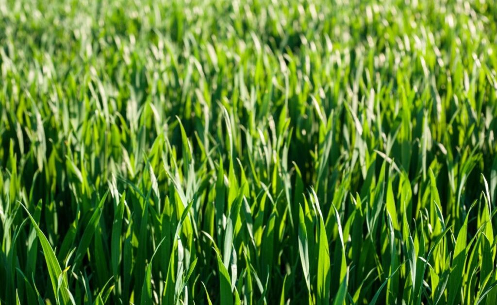 Close-up of lush green grass in sunlight.