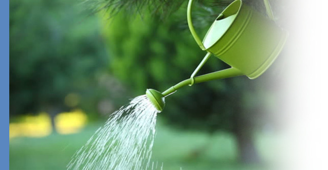 Green watering can sprinkling garden