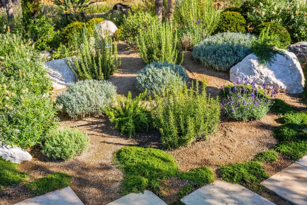 Herb garden with rocks and lavender plants